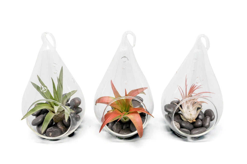 air plant terrarium for sale SALE - Set of 3 Red Hots Complete Teardrop Terrariums