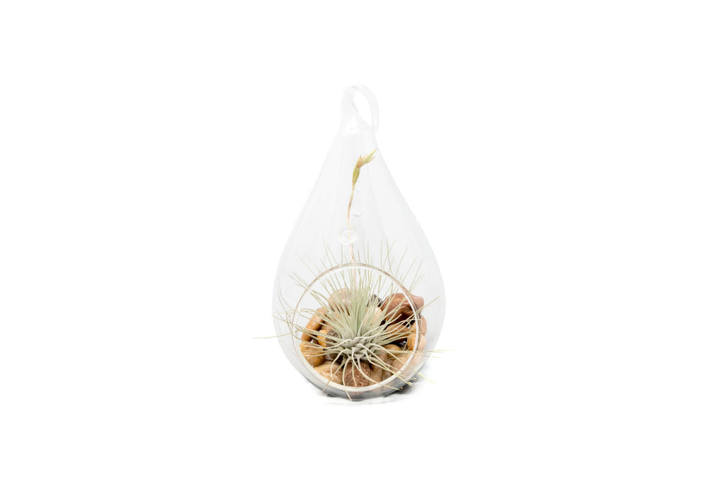 teardrop air plant terrarium Teardrop Terrarium with Tillandsia Argentea Thin Air Plant & Riverston