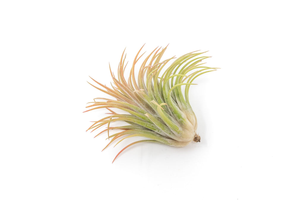 rubra air plant Large Tillandsia Ionantha Rubra Air Plants