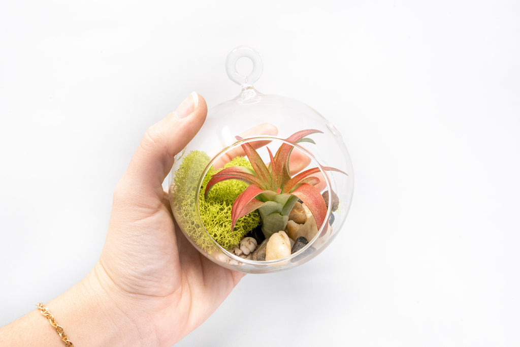 hanging air plant terrarium Set of 2 Stunning Air Plant Hanging Glass Terrariums with Flat Bottoms