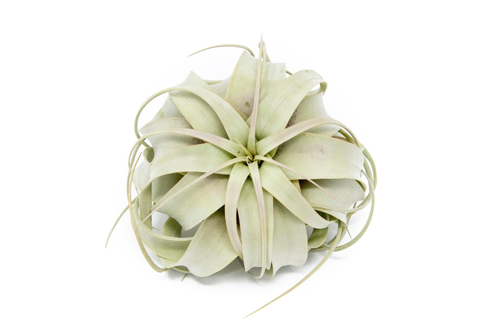 faux air plants for sale SALE - Large Tillandsia Air Plant Variety - Set of 10, 15, or 20 - 40%