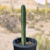 Trichocereus Pachanoi, San Pedro Cactus Plant