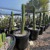Trichocereus Pachanoi, San Pedro Cactus Plant