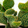Opuntia Microdasys, Mutated Funny Bunny Prickly Pear Cactus Plant