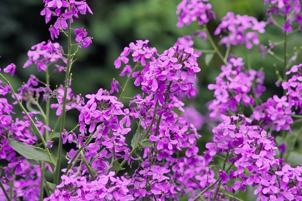 Hesperis Matronalis 300 Seeds Fragrant Purple Dames Rocket Flowers hesperis-matronalis-300-seeds-fragrant-purple-dames-rocket-flowers