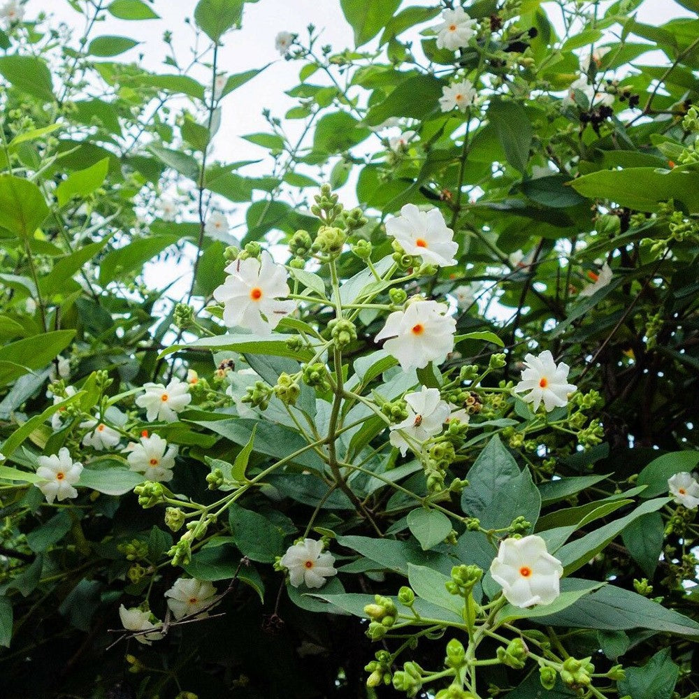 night jasmine plant seeds Nyctanthes Arbor Tristis 10 Seeds/5 Fruit, Fragrant Night Jasmine Shru