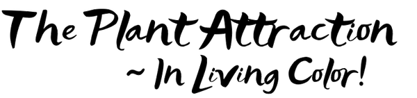The Plant Attraction logo