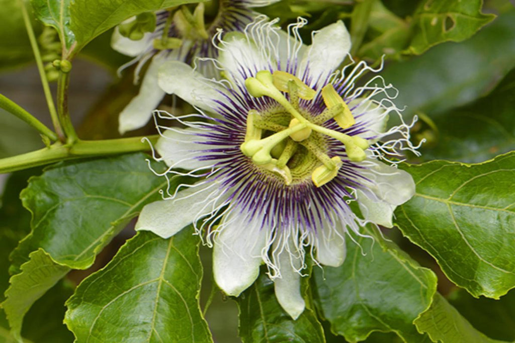 passion flower vine seeds Passiflora Edulis 10 Seeds, Purple Edible Passion Fruit Vine Flowering