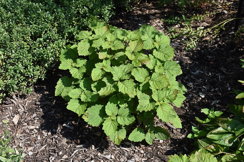 patchouli plant seeds for sale Pogostemon Cablin .5 Gram Seeds, Fragrant Patchouli Perennial Herb Gar