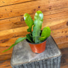 Epiphyllum Queen of the Night Cactus 6" Plant, Indoor / Outdoor Houseplants