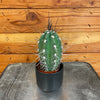 Pachycereus Pringlei 2" Plant, Indoor / Outdoor Houseplants