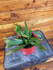Pseudoripsalis Red Oval Orchid Cactus 4" Plant, Indoor / Outdoor Houseplants