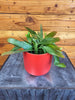 Pseudoripsalis Red Oval Orchid Cactus 4" Plant, Indoor / Outdoor Houseplants