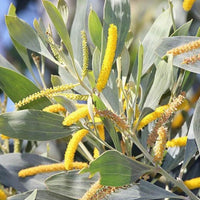 Acacia Holosericea Shrub 20 Seeds Soapbush Strap Candelabra Silver Wattle