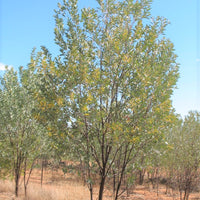 Acacia Holosericea Shrub 20 Seeds Soapbush Strap Candelabra Silver Wattle