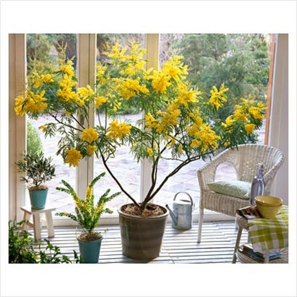 acacia house plant Acacia Dealbata Tree Or Shrub 20/100/1,000 Seeds, Silver Wattle Mimosa