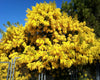 Acacia Dealbata Tree Or Shrub 20/100/1,000 Seeds, Silver Wattle Mimosa