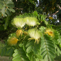 Albizia Lebbeck Tree 10/100 Seeds, Very Fragrant Indian Siris, Woman's Tongue, Silk Tree