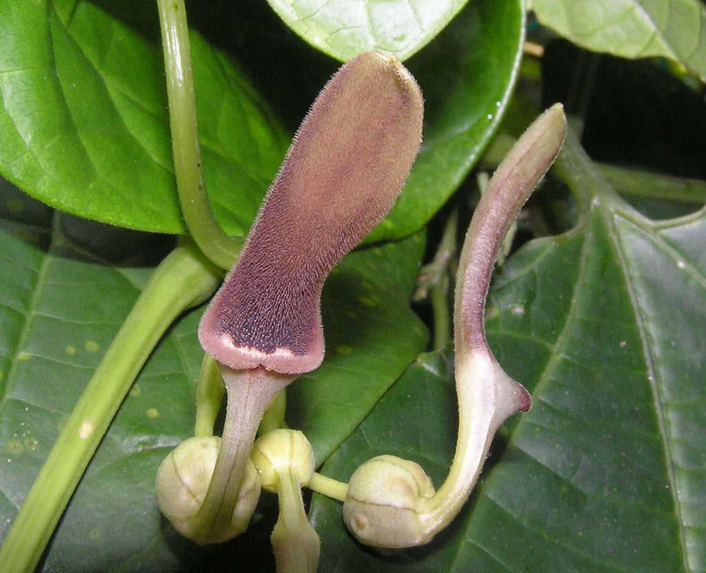 indian pipe plant seeds Aristolochia Tagala Vine 10 Seeds, Indian Birthwort, Medicinal Dutchma