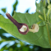 Aristolochia Tagala Vine 10 Seeds, Medicinal Dutchman's Pipe