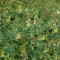 Astragalus Membranaceus Var. Mongholicus 50+ Seeds, Medicinal Milk Vetch
