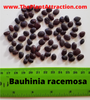 Bauhinia Racemosa 5 Seeds, Rare Medicinal Bidi Leaf Small Edible Tree / Shrub