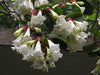 Beaumontia Grandiflora Vine 10 Seeds, Fragrant Easter Lily