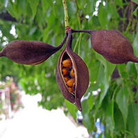 Brachychiton Populneus 5 Seeds, Kurrajong Bottle Tree, Australian Flowering Edible Ornamental, Fodder