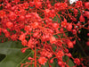 Brachychiton Acerifolius 7 Seeds, Illawarra Flame Tree, Kurrajong