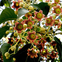 Brachychiton Populneus 5 Seeds, Kurrajong Bottle Tree