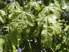 Brachychiton Acerifolius 7 Seeds, Illawarra Flame Tree, Kurrajong
