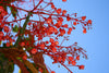 Brachychiton Acerifolius 7 Seeds, Illawarra Flame Tree, Kurrajong