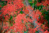 Brachychiton Acerifolius 7 Seeds, Illawarra Flame Tree, Kurrajong