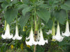 Brugmansia Suaveolens White 10 Seeds, Angel Trumpet Shrub, Small Tree