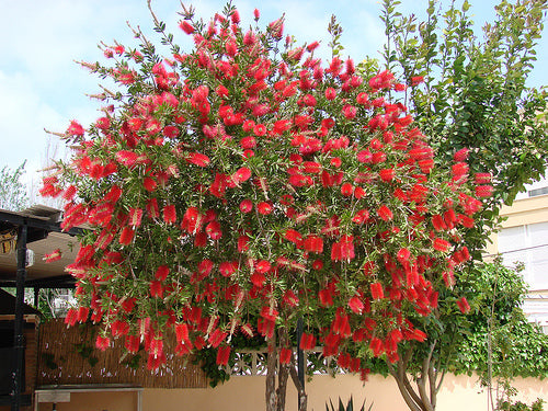 bottle brush bonsai tree Callistemon Viminalis 500-10,000 Seeds, Weeping Bottle Brush Tree, Orn