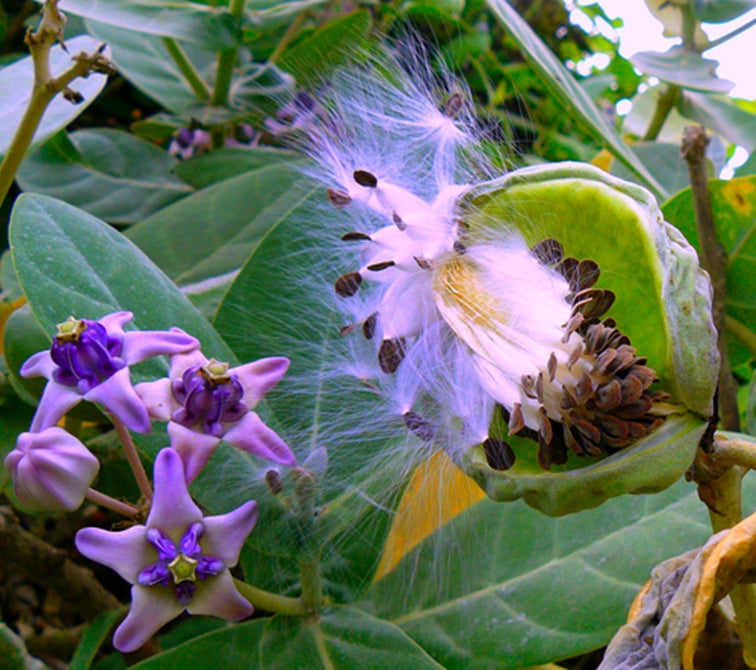 crown flower seeds Calotropis Gigantea Shrub 10 Seeds, Giant Milkweed Garden Crown Flower, Plants For Butterflies!