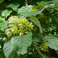Camptotheca Acuminata Seeds, The Happy Tree, Tree Of Life, Cancer Tree