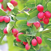 Carissa Carandas 15 Seeds, Edible Fruit Karonda Climbing Medicinal Shrub