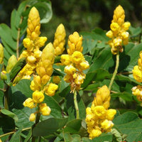 Cassia Alata Golden Candlestick Shrub Or Tree 15/30/100/500 Seeds