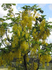 Cassia Fistula Tree 20/100/500 Seeds, Fragrant Golden Shower
