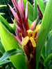 Cautleya Spicata 10 Seeds, Hardy Himalayan Ginger, Chinese Butterfly Ornamental Plant, Container Gardening