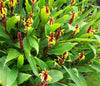 Cautleya Spicata 10 Seeds, Hardy Himalayan Ginger, Chinese Butterfly Ornamental Plant, Container Gardening