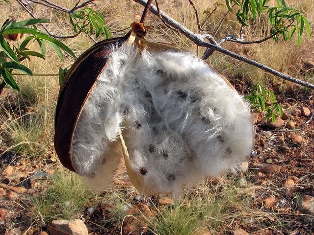 Ceiba Pentandra Tree 15 Seeds, Large Kapok Silk Cotton Java Bonsai Sam |  The Plant Attraction