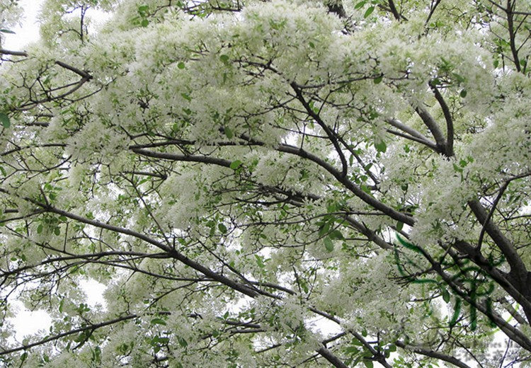 fringe tree bonsai Chionanthus Retusus 10 Seeds, Flowering Chinese Fringe Tree, Bonsai
