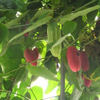Coccinia Grandis 20 Seeds, Ivy Scarlet Edible Gourd, Tindora, Kowai Fruit Vine