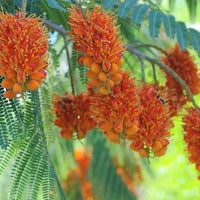 Colvillea Racemosa Tree 8 Seeds, Rich Orange Colville's Glory Madagascar