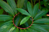 Costus Speciosus 15 Seeds, Cheilocostus Speciosus Hardy Crepe Spiral Ginger