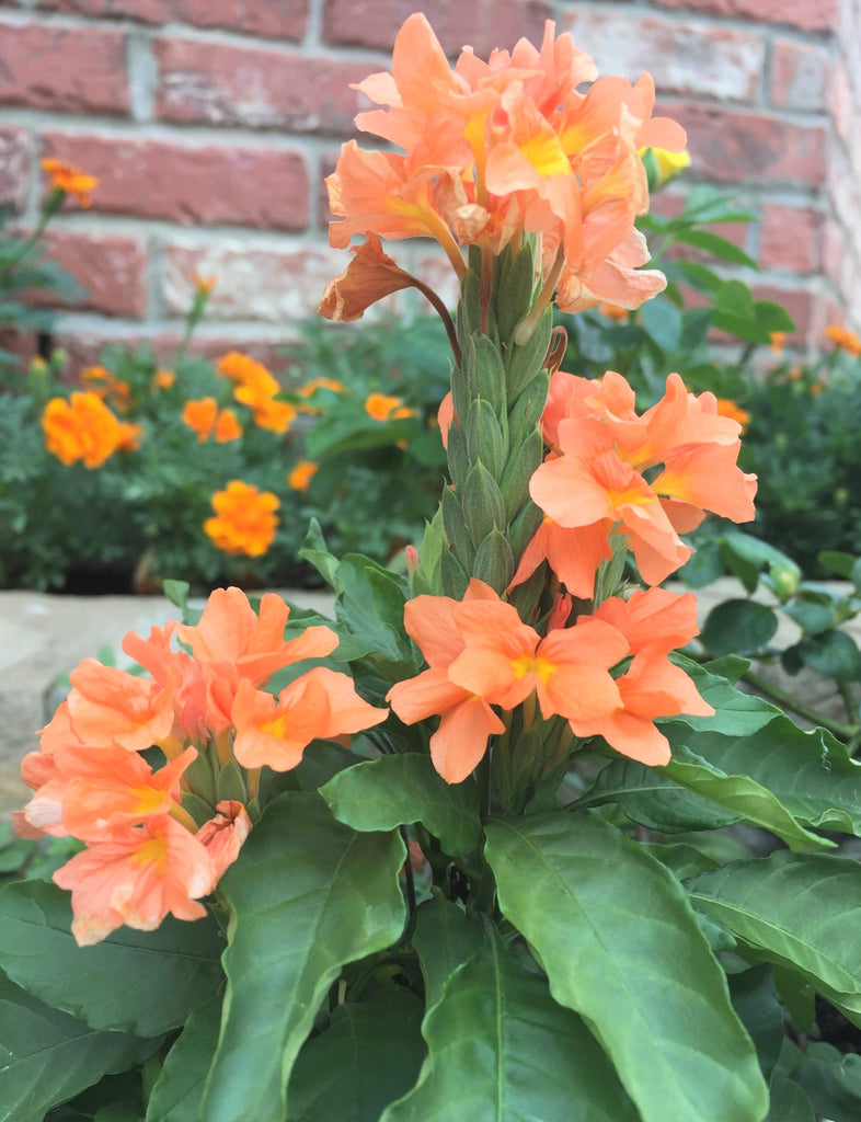 orange marmalade plant seeds Crossandra Infundibuliformis 10 Seeds, Orange Marmalade Firecracker Fl