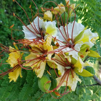 Delonix Elata Tree 5 Seeds, White Gulmohar Poinciana Bonsai