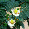Delonix Elata Tree 5 Seeds, White Gulmohar Poinciana Bonsai